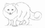 Arctic Coloring Fox Getcolorings Pages sketch template