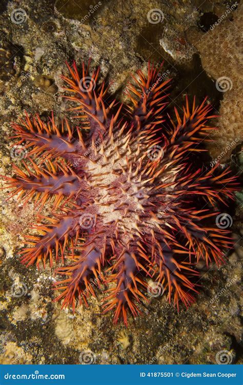 crown  thorns starfish stock image image  planci