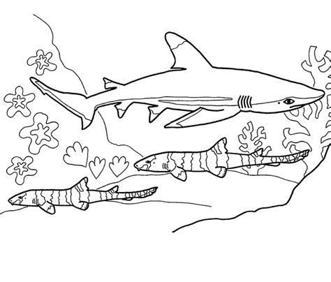 whale shark coloring page   whale shark coloring page