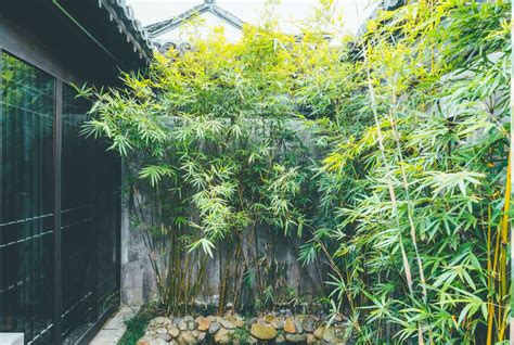 grow bamboo expert tips  adding natural screening