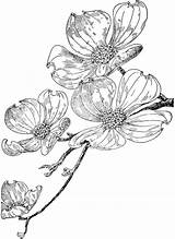 Dogwood Flower Drawing Tattoo Flowering Flowers Sketch Drawings Line Sketches Clipart Clip Coloring Etc Botanical Tattoos Floral Pages Usf Edu sketch template