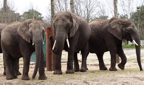 drie drachtige afrikaanse olifanten  safaripark beekse bergen tilburgcom