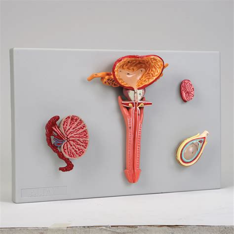 altay human male reproductive system model set