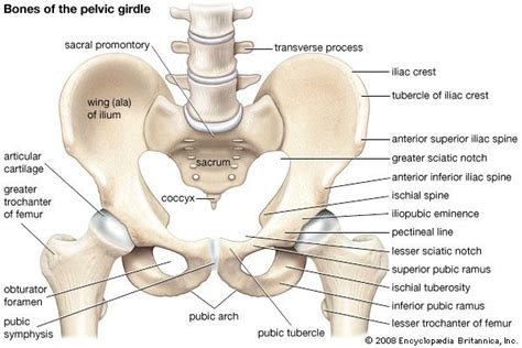 Pelvis Definition Anatomy Diagram And Facts