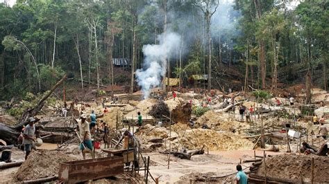 amazonien zerstoerung der regenwaelder suedamerika kultur planet wissen