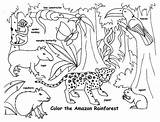 Rainforest Coloring Animals Pages Tropical Animal Endangered Amazon Kids Printable Drawing Real Color Life Print Capybara Getcolorings Getdrawings Drawings Colorings sketch template