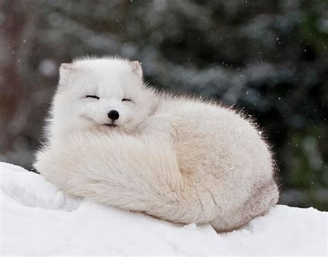 animal  arctic fox