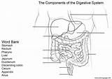 Digestive Digestivo Colorear Arbeitsblatt Desenho Verdauungssystem Verdauung Digerente Tract Anatomia Stampare sketch template
