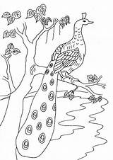 Peacock Coloring sketch template