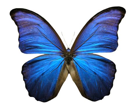 blue butterfly  stock photo freeimages