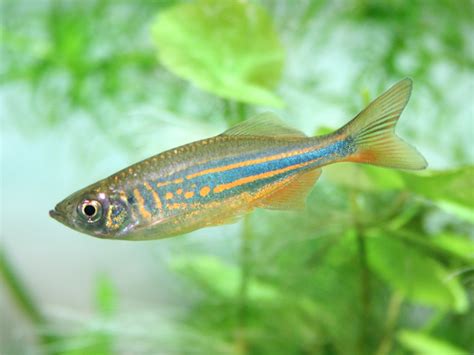 beginner freshwater fish    species