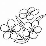 Kwiaty Kolorowanki Druku Myosotis Niezapominajka Kolorowania Wydruku Kwiatami Dzieci Nots Darmowe Najpiękniejsze sketch template
