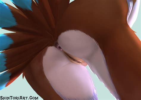 Rule 34 Anthro Anus Ass Avian Bird Close Up Feathers