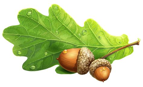 acorn png image