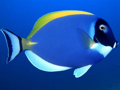 poissons tropicauxpowder blue surgeon underwater creatures underwater life ocean creatures