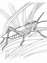 Coloring Grasshopper Pages Printable sketch template