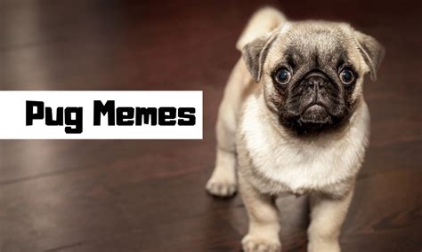 pug memes funny peg memes cute pug memes images