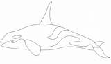 Orca Whale Killer Coloring Animals sketch template