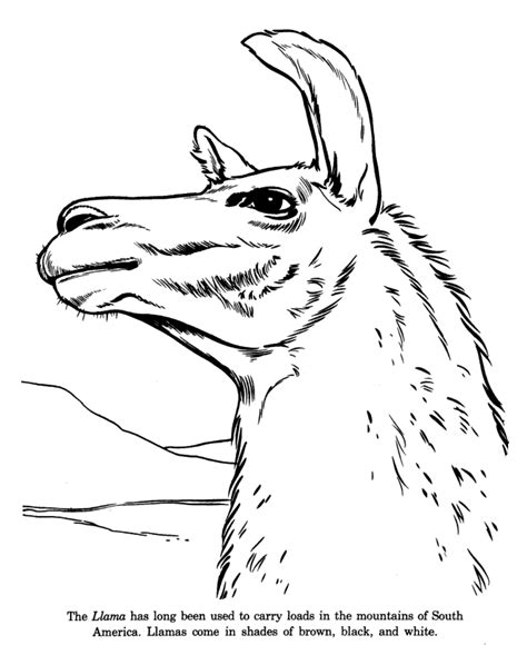 llama coloring pages  coloring pages  kids christmas