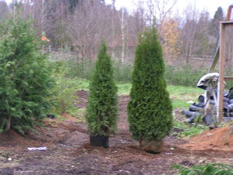 thuja green giant  leyland cypress apartments  houses  rent