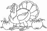 Coloring Turkey sketch template