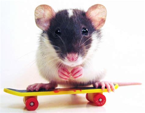 rats skate  annoy