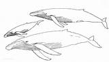 Coloring Humpback Whales sketch template