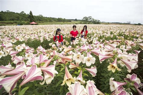 tourists view lily flowers  east chinas jiujiang chinadailycomcn
