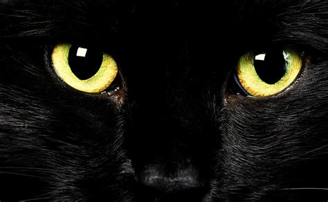 bakgrundsbild katter svart katt djur iphone  gratis bakgrunder