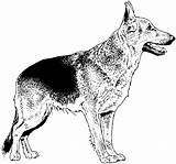Coloring Pages Dog German Shepherd Realistic Breed Dogs Great Puppy Print Kids Dane Printable Para Colorear Drawings Choose Board Dificiles sketch template