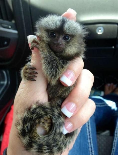 images  finger monkey  pinterest sugar glider cage marmoset monkey  sale