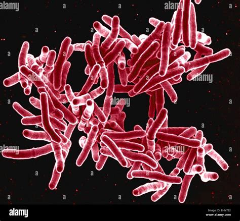 mycobacterium tuberculosis bacteria  gram positive rod shaped