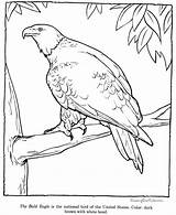 Eagle Coloring Bald Pages Zoo Printable Patriotic Animals Animal Color Kids American Drawings Sheets Print Colouring Raisingourkids Drawing Symbols Printing sketch template