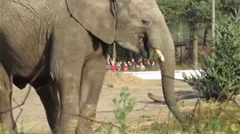 kerstdiner safaripark beekse bergen olifanten en apen youtube