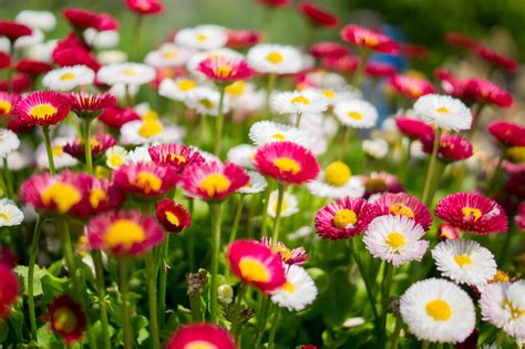 summer flowers  stock photo