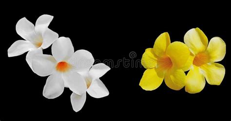 blommor allamanda cathartica arkivfoto bild av evergreen guld 43338138
