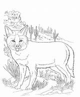 Coloring Pages Wild Animal North Wildlife American sketch template