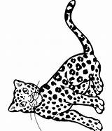 Leopard Coloring Pages Baby Amur Print Getcolorings Colorin Printable sketch template