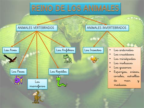 reino animal mapa conceptual images   finder porn sex picture