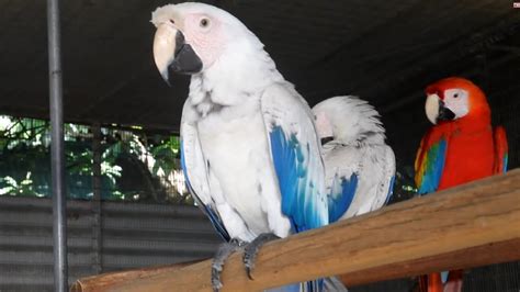 white macaw youtube