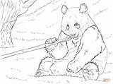 Panda Coloring Bamboo Giant Eating Pages Bear Printable Drawing Pandas Bears Animal Animals Color Realistic sketch template