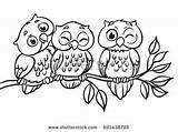 Owls Branch Sitting Owl Coloring Drawing Three Pages Cute Vector Simple Choose Board Drawings sketch template