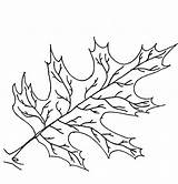 Leaf Oak Coloring Template Drawing Pages Line Leaves Getdrawings sketch template