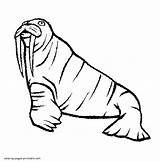 Coloring Animals Pages Arctic Ocean Sea Printable Walrus sketch template