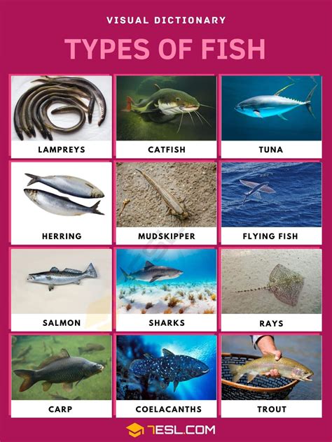 types  fish list  fish  interesting facts  pictures esl