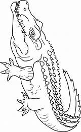 Crocodile Coloring Pages Color Crocodiles Animals Animal Alligators Print Printable Drawing Outline Kids Town Sheets Designlooter Getdrawings Powered Results Coloringtop sketch template
