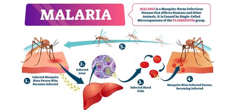 malaria fever dr vidyullata koparkar