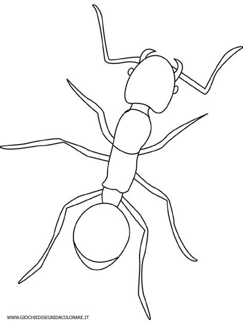 disegni da colorare formica