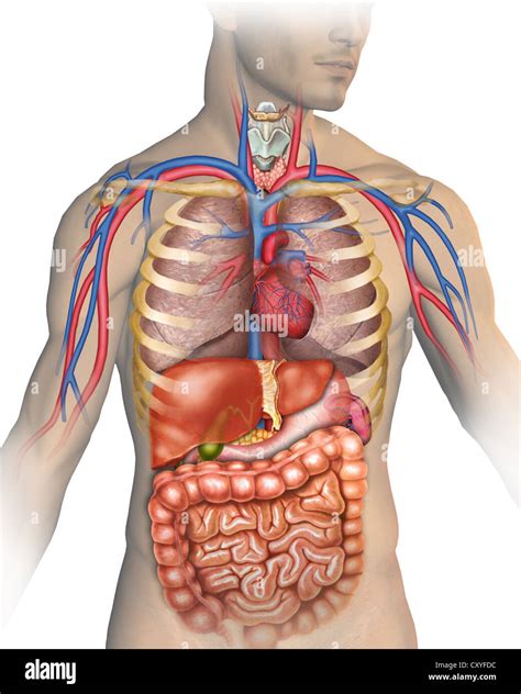 anatomie des menschlichen koerpers mit verschiedenen organen aus denen