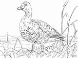Coloring Goose Pages Greater Printable Animals Drawing Supercoloring Main Print Arctic Taiga Animal Tundra Skip Categories sketch template
